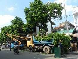Dịch vụ chặt cây xanh, bứng cây cảnh ở Đồng Nai, HCM